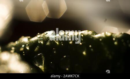 The water droplets deposited on the leaves sparkling beautifully Stock Photo