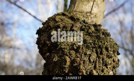 Rother valley country park woodland scenes and reenactors tools Stock Photo