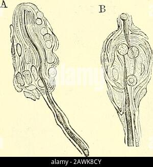 Quain's elements of anatomy . dissecting the nerves of the hand and foot,certain small oval bodies like little seeds, are found attached to theirbranches as they pass through the subcutaneous fat on their way tothe skin; and it has been ascertained that each of these bodiesreceives a nervous fibre which terminates within it. The objects re-ferred to were more than a century ago described and figured byVater, as attached to the digital nerves, but he did not examine intotheir structure, and his account of them seems not to have attractedmuch notice. In more recent times, their existence was aga Stock Photo