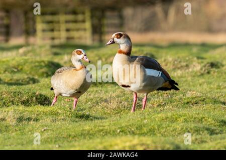 Pair of Egyptian geese (Alopochen aegyptiaca), UK Stock Photo