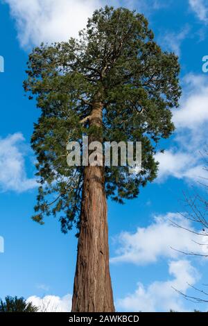 Wellingtonia tree, also called Giant Redwood, Giant Sequoia, Sequoia wellingtonia (Sequoiadendron giganteum), UK Stock Photo