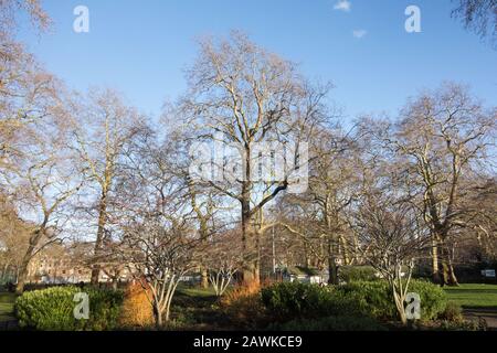 The Brunswick Plane tree in Brunswick Square Gardens, London, WC1, UK Stock Photo
