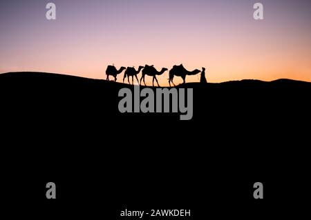 Travel background - camel rider in the Sahara desert of Morocco Stock Photo