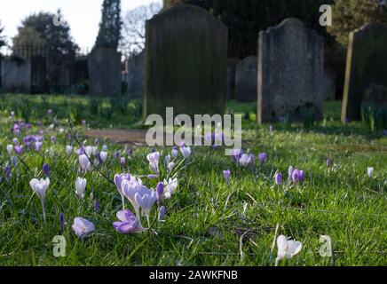 Crocuses growing amongst tombstones in the graveyard at St Nicholas Church on the River Thames at Chiswick in west London, UK Stock Photo