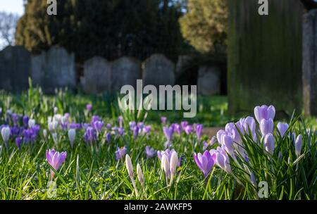 Crocuses growing amongst tombstones in the graveyard at St Nicholas Church on the River Thames at Chiswick in west London, UK Stock Photo