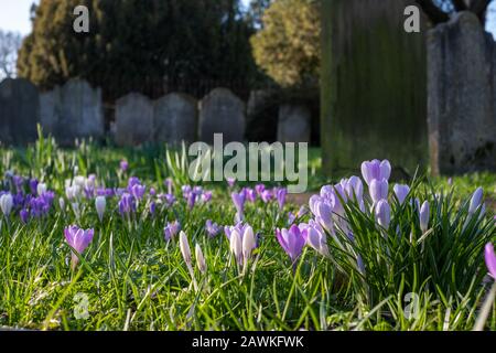 Crocuses growing amongst tombstones in the graveyard at St Nicholas Church on the River Thames at Chiswick in west London, UK Stock Photo