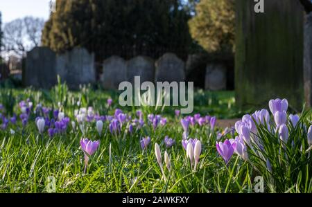 Crocuses growing amongst tombstones in the graveyard at St Nicholas Church on the River Thames at Chiswick in west London, UK Stock Photo