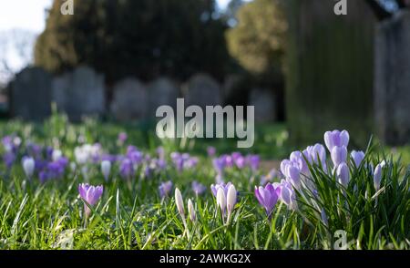 Crocuses growing amongst tombstones in the graveyard at St Nicholas Church on the River Thames at Chiswick in west London, UK Stock Photo