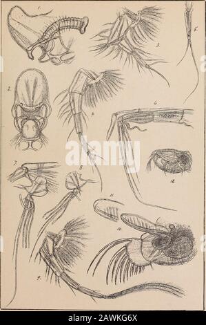 The Norwegian North polar expedition, 1893-1896; scientific results . G.O.Sars ajutogr. tiykuden prlv.Opmaaling Chra. PLATE XXXVI. PLATE XXXVI. Gonchoecia maxima, Brady & Norman,(continued). Fig. 1. Anterior and posterior lips, with the adjoining parts of the chiti-nous skeleton and the oesophagus, viewed from left side. — 2. Same parts, ventral view. — 3. Leg of 1st pair, with pertaining vibratory plate. — 4. Leg of 2nd pair. — 5. Leg of last pair. — 6. Antennula of male, together with the frontal tentacle, lateral view. — 7. End of basal part of right male antenna, with the prehensile access Stock Photo