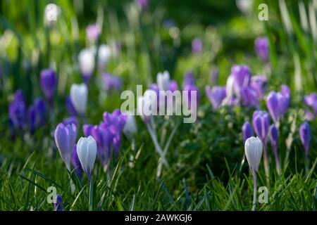 Crocuses growing amongst tombstones in the graveyard at St Nicholas Church on the River Thames at Chiswick in west London, UK Stock Photo