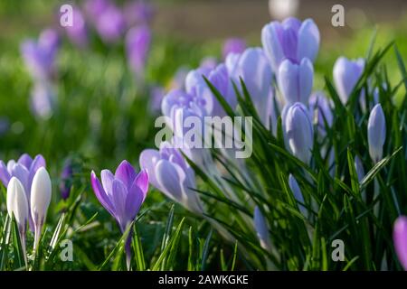 Crocuses growing amongst tombstones in the graveyard at St Nicholas Church on the River Thames at Chiswick in west London, UK Stock Photo