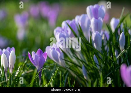 Crocuses growing amongst tombstones in the graveyard at St Nicholas Church on the River Thames at Chiswick in west London, UK Stock Photo