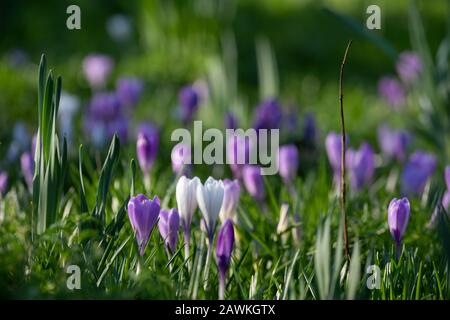 Crocuses growing amongst tombstones in the graveyard at St Nicholas Church on the River Thames at Chiswick in west London, UK Stock Photo