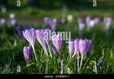 Crocuses growing amongst tombstones in the graveyard at St Nicholas Church on the River Thames at Chiswick in west London, UK Stock Photo