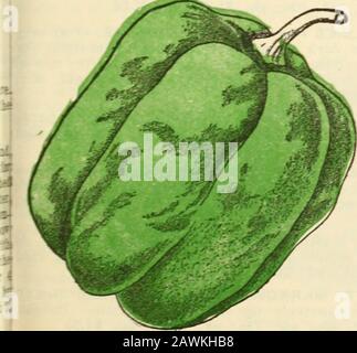 Annual catalogue : 1916 machinery, fertilizers, seeds, etc . Champion Moss Curled Parsley.. Chinese Giant Pepper. PEPPER German, Pfeffer French, Piment Spanish, Pimiento One ounce will produce 2,000 plants. CULTURE. — Grown largely forpickles. Sow in hotbeds early in April,and transplant to the open groundwhen the weather is favorable. Theyshould be planted in warm, mellowsoil, in rows, 18 inches apart. Theymay also be sown in the open groundwhen danger of frost is past CHINESE GIANT.—New. The larg-est and finest mild red variety.Pkt., 5c; oz.,35c; % lb., $1.00; lb., $3.50. LARGE BELL, or BULL Stock Photo