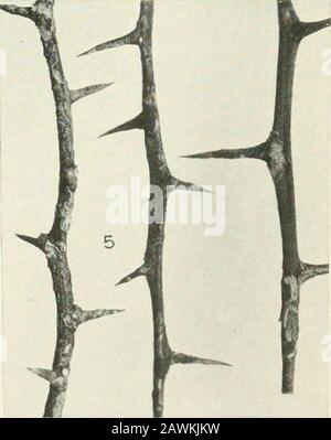 Journal of agricultural research . Journal of Agricultural Research Vol. VI, No.2 Citrus Canker Plate IX Stock Photo