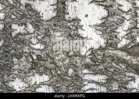 Birch tree bark texture. Stock Photo