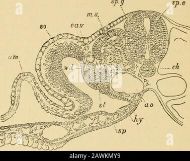 A system of obstetrics . Cross-section of an Embryo in the Dorsal