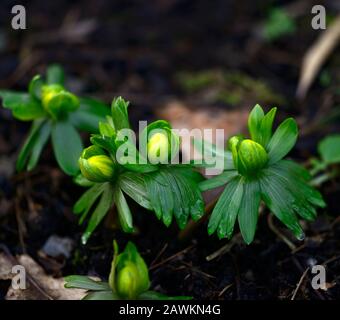 eranthis hyemalis Noël Ayres,yellow winter aconite,double flowers,green and yellow flowers,spring,flower,flowers,wood,woodland garden,shade,shady,shad Stock Photo