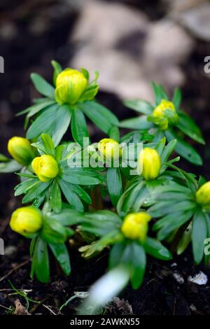 eranthis hyemalis Noël Ayres,yellow winter aconite,double flowers,green and yellow flowers,spring,flower,flowers,wood,woodland garden,shade,shady,shad Stock Photo