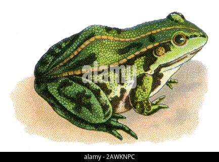edible frog Rana esculenta,  (, ) Stock Photo