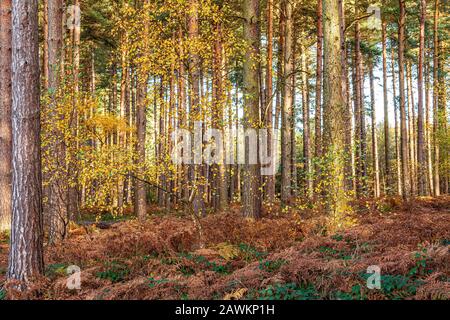 Autumnal pine Forest in Sherwood Forest, Nottinghamshire, England Stock Photo