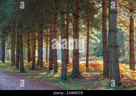 Autumnal pine Forest in Sherwood Forest, Nottinghamshire, England Stock Photo