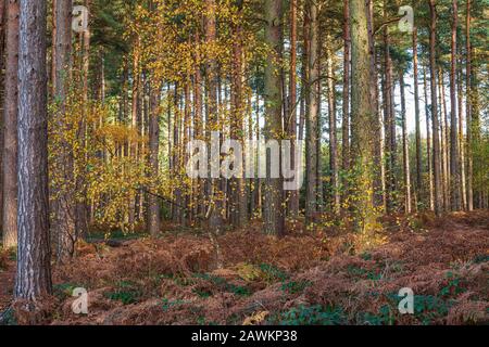 Autumnal pine Forest in Sherwood Forest, Nottinghamshire, England Stock Photo