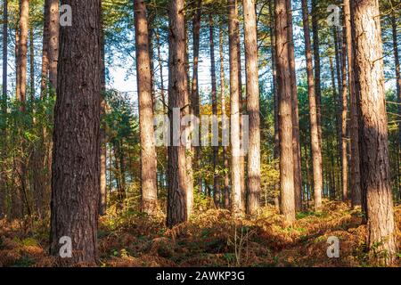 Autumnal pine Forest in Sherwood Forest, Nottinghamshire, England Stock Photo