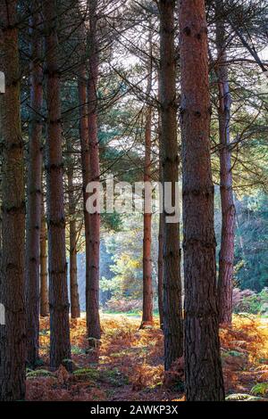 Autumnal pine Forest in Sherwood Forest, Nottinghamshire, England Stock Photo