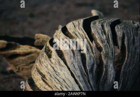 Close-up shot of gnarled split rough tree trunk Stock Photo