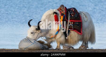 Close-up of white, furry yak with black horns. Eating grass and having a colorful saddle on its back. In the background the waters of Nam Tso Lake. Stock Photo