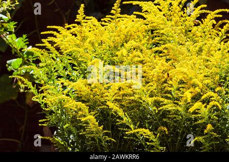 Blooming Canadian goldenrod (Solidago canadensis) in a spring sunny day Stock Photo