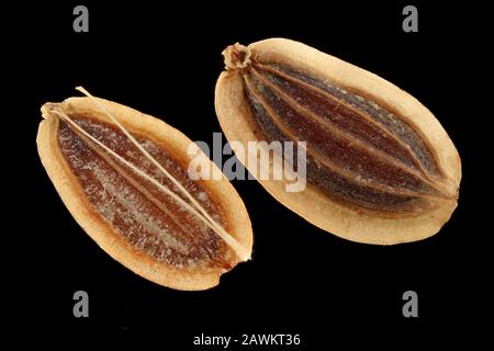 Anethum graveolens, Dill, close up, seeds (fruit), 5-8 mm long Stock Photo