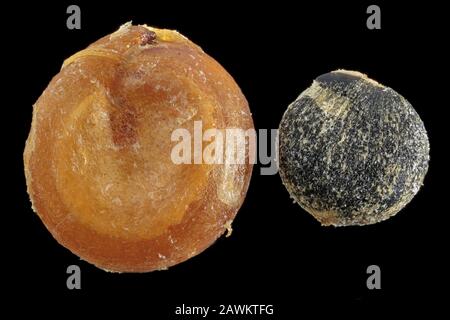 Atriplex Hortensis Garden Orache Gartenmelde Close Up Seeds 2 4 Mm In Diameter Stock Photo Alamy