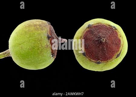 Hedera helix, Ivy, Efeu, fruits, close up, 5-9 mm in diameter Stock Photo