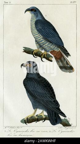 Two hook-billed kites (Chondrohierax uncinatus).  Engraving created in the 1800s for the “Oeuvres complètes de Buffon, augmentées par M.F. Cuvier”, published in 29 volumes from 1829 to 1832.  This “Complete works” brought the previous century's influential writings by Georges-Louis Leclerc, Comte de Buffon (1707-1788), on natural history to new generations.  The engraving in this image was created from a drawing by Madame C. Pillot, wife of Paris-based publisher of the “Complete Works”, F D Pillot. Stock Photo