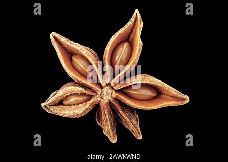 Illicium verum, Star anise, Echter Sternanis, fruit with seeds, close up, seed 5-10 mm long Stock Photo