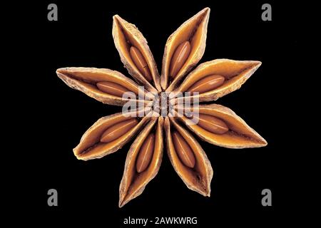 Illicium verum, Star anise, Echter Sternanis, fruit with seeds, close up, seed 5-10 mm long Stock Photo