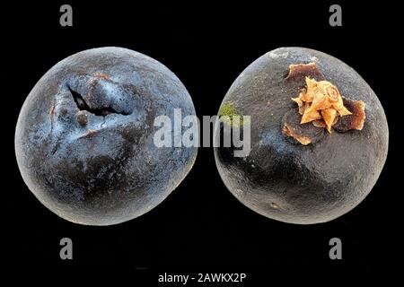 Juniperus communis, Common juniper, Gewöhnlicher Wacholder, fruits (cones), close up Stock Photo