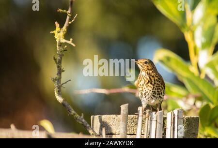 Song Thrush, Turdus Philomelos, perched on a branch in a UK Garden. Stock Photo