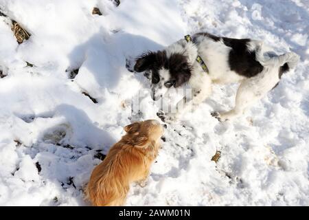 Two dogs playing in the snow. Chihuahua and Bulgarian shepherd dog. Stock Photo