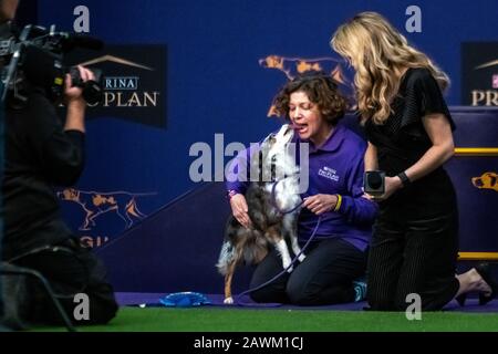 New York, USA. 8th Feb, 2020. Handler Ami Sheffield from Omaha, Nebraska, gets a kiss from her Miniature American Shepherd named Pixel as she was being interviewed on TV after winning the 12th class category in the Masters Agility Championship at the Westminster Kennel Club Dog show in New York city. Credit: Enrique Shore/Alamy Live News Stock Photo