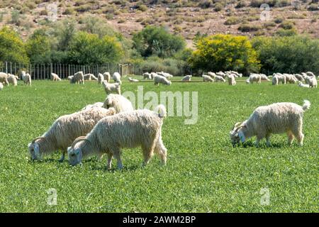 Angora Goat In field Stock Photo - Alamy