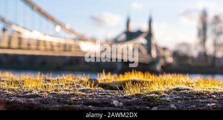 Moss on wall in foreground. In background, Hammersmith Bridge, iconic Victorian suspension bridge spanning the river Thames in west London, UK Stock Photo