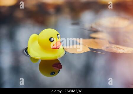 Duck toy in autumn puddle with leaves. Autumn symbol in city park. Fairweather or cloudy weather concept. Stock Photo