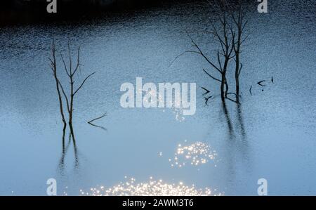 Silhouetted dead trees with reflection in water at dawn Stock Photo