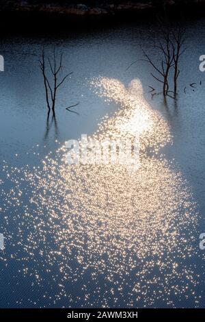 Silhouetted dead trees with reflection in water at dawn Stock Photo