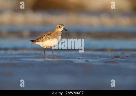 Winter/non-breeding plumage Grey or Black-bellied Plover (Pluvialis squatarola) on a beach in the UK in winter Stock Photo