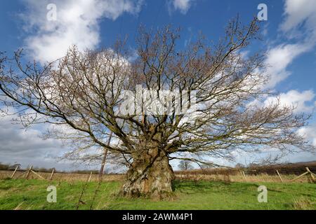 The Old Electric Oak, Wickwar. Thought to be 800 years old  Pedunculate (English) Oak Tree - Quercus robur Stock Photo